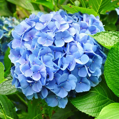 Produktbild von GreenboutiQ - Hortensie - Hydrangea macrophylla Blau - Blüte Blau - 3 Pflanzen - 1m2 - Laubabwerfend - Wenig Pflege - Topf 17cm Höhe 30cm