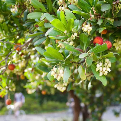Produktbild von Erdbeerbaum - Arbutus unedo  | 60-80 cm in Container