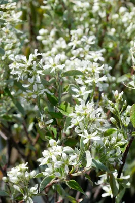 Produktbild von Amelanchier alnifolia 'Smoky', Felsenbirne, 100–125 cm, süße Früchte