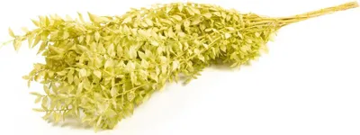 Produktbild von Ruscus getrocknet, im Bund, in vielen Farben erhältlich, Größe ca. 70-80cm | Mäusedorn, Farbe:Olive