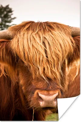 Produktbild von MuchoWow® Poster Schottische Highlander - Braun - Gras 120x180 cm - Kunstposter