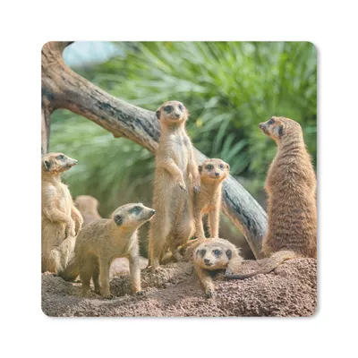 Produktbild von MuchoWow® Mauspad Mousepad Erdmännchen - Familie - Tiere 20x20 cm - Mousepads - Maus Mat - Pad - Mausunterlage - Desk Mat - Bureauartikeln
