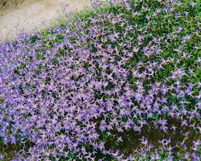 Produktbild von Houstonia caerulea, Himmelsblümchen, zartblau, ca. 9x9 cm Topf