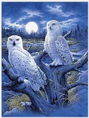 Produktbild von Malen nach Zahlen: Eule und Mond, 50x40 cm, mit Rahmen, kreatives Motiv
