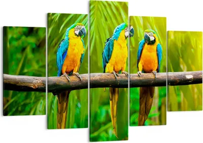 Produktbild von Bild auf Leinwand - Leinwandbild - Papageien Collorful Natur Vögel - 150x100cm - Wand Bild - Wanddeko - Leinwanddruck - Bilder - Kunstdruck - Leinwand bilder - Wandkunst - EA150x100-2696