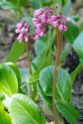 Obrázek produktu pro Bergenie Bergenia cordifolia 'Herbstblüte' 10–25 cm, průměr 9 cm, 6 rostlin, vždyzelená