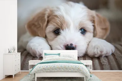 Produktbild von MuchoWow® Fototapete für Wohnzimmer oder Schlafzimmer Wandtapete Vinyl Motivtapete Nahaufnahme eines Cavachon-Welpen - 525x350 cm - Das Hintergrundbild