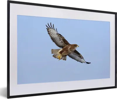 Produktbild von MuchoWow® Gerahmtes Poster Ein Bussard im Flug in Deutschland 60x40 cm - Poster mit Schwarzem Bilderrahmen Wandposter Rahmen Foto Bilder - Schlafzimmer - Plakat in Rahmen - Drucken