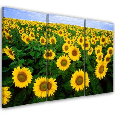 Produktbild von Triptychon auf leinwand blumen - gelb 60x40 cm Feeby gelb wandbild bereit zum aufhängen