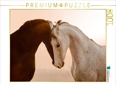 Produktbild von CALVENDO Puzzle Marwari Pferde | 1000 Teile Lege-Größe 64x48cm Foto-Puzzle für glückliche Stunden
