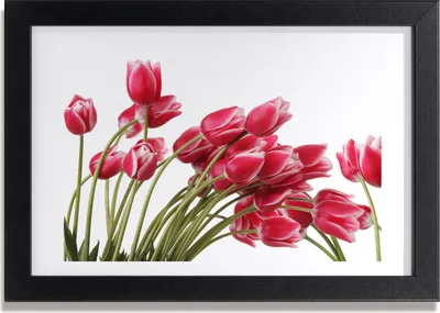 Produktbild von Bild 30x20 MDF-Rahmen, Wandkunst rote Tulpen