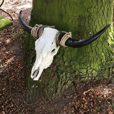 A bull skull with large horns is mounted on a tree trunk in a forest setting.