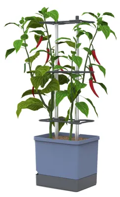 Image de Charly Chili Pot avec support pour plantes grimpantes et système d'arrosage