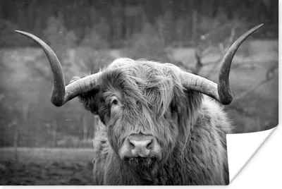 Produktbild von MuchoWow® Poster Schottischer Highlander - Kuhkopf - Landschaft - Natur - Kuh 180x120 cm - Fotoplakat