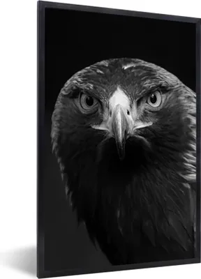 Produktbild von MuchoWow® Gerahmtes Poster Bussard - Vogel - Tiere - Schwarz - Weiß 60x90 cm - Poster mit Schwarzem Bilderrahmen Wandposter Rahmen Foto Bilder - Kunst