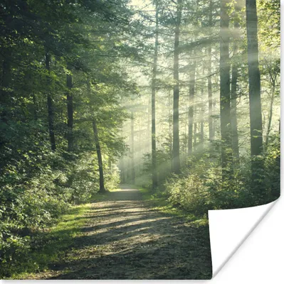 Produktbild von MuchoWow® Poster Wald - Licht - Weg 50x50 cm - Wohnzimmerdekoration