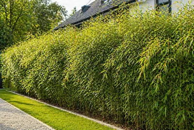 Produktbild von XXL Fargesia Rufa Bambus 180 cm im Topf – winterhart, ohne Rhizomsperre, Sichtschutz bis 2,5 m, ideal für Garten & Hecke