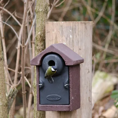 Produktbild von CJ Wildlife Nistkasten - 32-mm Eingangsloch - WoodStone/Holz (FSC) - für Kohlmeisen, Kleiber, Feldsperlinge - Braun, räubersicher, 7 kg