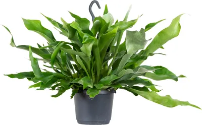 Produktbild von Bloomique - Platycerium Bifurcatum - Geweihfarn - Zimmerpflanzen - Hängepflanzen - Tierfreundlich - Luftreinigend - 30-40 cm Hoch - Hängetopf 17 cm