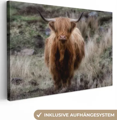 Produktbild von OneMillionCanvasses® - Leinwandbilder - 150x100 cm, Schottisches Hochlandrind - Moos - Gras, Wandbilder Kunstdruck Wanddekoration