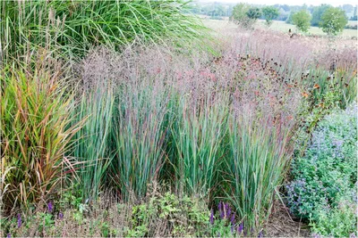Produktbild von Stauden Gänge 10 x Panicum virgatum 'Heiliger Hain' im 1 Liter Topf - Blaurote Rutenhirse - Eleganz, die den Garten erleuchtet - Winterhart