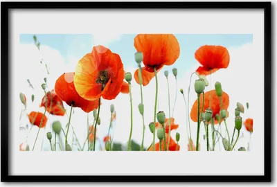 Produktbild von Bild 60x40 MDF-Rahmen Wandkunst Mohnfeld Blumen Wiese Natur