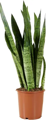 Productafbeelding van Sansevieria Zeylanica Kamerplant - Vrouwentong Plant - Lucht Zuiveren - Zeer Gemakkelijk te Verzorgen - 70-90 cm Hoog - Groen