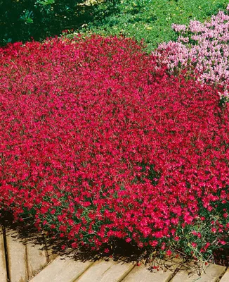 Produktbild von Dianthus deltoides 'Brillant', Heidenelke, leuchtend rot, ca. 9x9 cm Topf