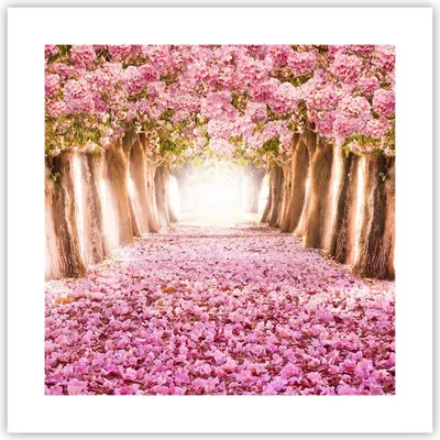 Produktbild von Poster - Poster ohne Rahmen - Baum Blumen Kirsche Natur - 40x40 cm - Wand Bild - Wanddeko - Wandbilder - Kunstposter - Wandposter - Bilder - Kunstdruck - Wanddekoration - Wandbild - P2XAC40x40-2794