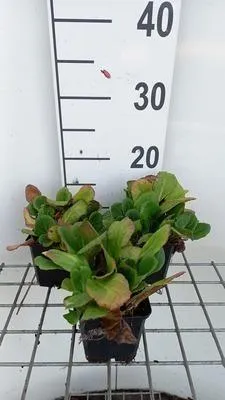 Produktbild von 6 x  Bergenia hybr. 'Abendglut' ( 'evening glow') - pseudodictamnus - Topf 9 x 9 cm