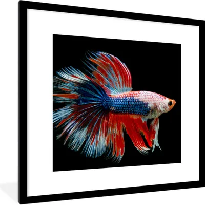 Produktbild von MuchoWow® Gerahmtes Poster Fisch - Meerestier - Schwanz - Blau 40x40 cm - Poster mit Schwarzem Bilderrahmen Wandposter Rahmen Foto Bilder - Poster - Plakat im Rahmen