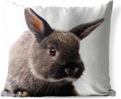 Produktbild von MuchoWow® Outdoor Kissen - Kaninchen - Haustier - Porträt - 50x50 cm - Wetterfest - Lounge Kissen - Komfortabel - Kissen mit Bild