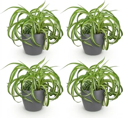 Obrázek produktu pro Chlorophytum comosum Bonnie - kudrnatá liliovka - sada 4 pokojových rostlin v