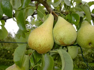 Produktbild von Säulenbirne `Condo´ 150-175cm Birnenbaum