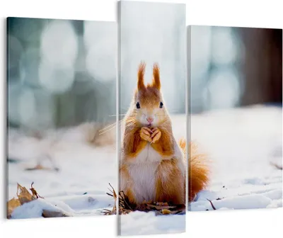 Produktbild von Bild auf Leinwand - Leinwandbild - Eichhörnchen Winter Schnee Essen - 95x80cm - Wand Bild - Wanddeko - Leinwanddruck - Bilder - Kunstdruck - Wanddekoration - Leinwand bilder - Wandkunst - CB95x80-2798