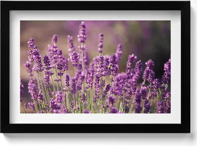 Produktbild von Lavendelblumenwiese– Wandbild mit Rahmen – Gerahmtes Bild  – Wanddekoration – 30x20 cm –  Schwarz Rahmen