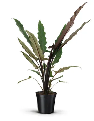 Produktbild von Pfeilblatt XXL 80cm Zimmerpflanze