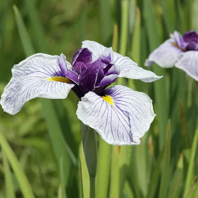 Image de 6 x Iris ensata | pot 9cm x 9cm