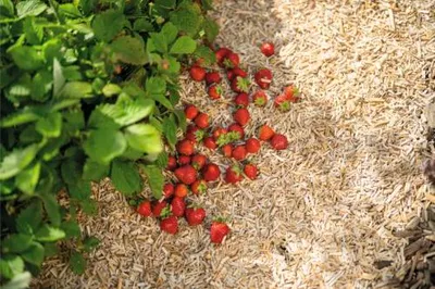 Produktbild von Erdbeer- & Gemüsemulch Floragard 20 L