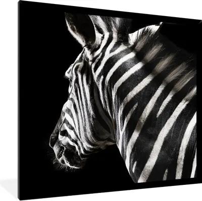 Produktbild von MuchoWow® Gerahmtes Poster Zebra - Tier - Schwarz - Porträt 40x40 cm - Poster mit Schwarzem Bilderrahmen Wandposter Rahmen Foto Bilder - Mit Rahmen - Wanddekoration Schlafzimmer