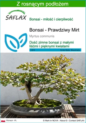 Zdjęcie produktu dla SAFLAX - Bonsai - Prawdziwy Mirt - 30 Nasiona - Z podłożem uprawowym wolnym od zarazków - Myrtus communis