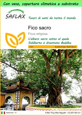 Immagine prodotto di SAFLAX Garden to go - Fico sacro - 100 semi - Ficus