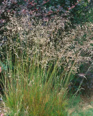 Produktbild von Deschampsia flexuosa, Draht-Schmiele, ca. 9x9 cm Topf
