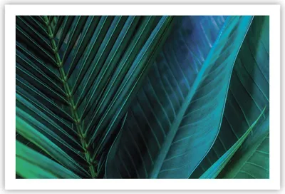 Produktbild von Poster - Poster ohne Rahmen - Blatt Tropen Grün - 91,5x61 cm - Wand Bild - Wanddeko - Wandbilder - Kunstposter - Wandposter - Bilder - Kunstdruck - Wanddekoration - Wandbild - P2XAA91x61-5071