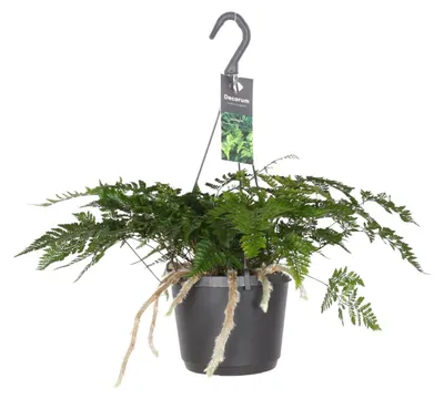 Produktbild von Davallia Bullata - 30cm - Ø17cm - Zimmerpflanze - Immergrün