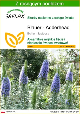 Zdjęcie produktu dla SAFLAX - Blauer - Adderhead - 100 Nasiona - Z podłożem uprawowym wolnym od zarazków - Echium fastuosa