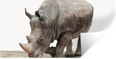 Produktbild von MuchoWow® Wandtattoo Wandsticker Wandaufkleber Nashorn - Jungen - Wildtiere - Kinder - Mädchen - Tiere 40x20 cm Selbstklebend und Repositionierbar - Aufkleber