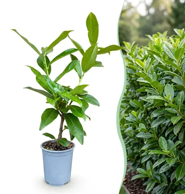 Image de Green boutiQ - 24x Prunus laur. Novita - Laurierkers - Haagplanten - Groenblijvend - Groen - Pot 9cm - Hoogte 25-35cm