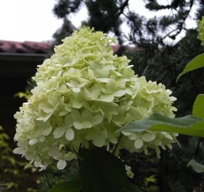 Produktbild von Rispenhortensie Magical Moonlight® - Hydrangea paniculata Magical Moonlight® - 40-60cm