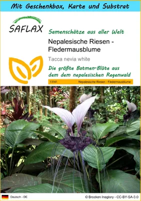 Produktbild von SAFLAX - Geschenk Set - Nepalesische Riesen - Fledermausblume - 10 Samen - Mit Geschenk- / Versandbox, Versandaufkleber, Geschenkkarte und Anzuchtsubstrat - Tacca nevia white